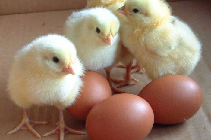 پرورش تخم مرغ به جوجه